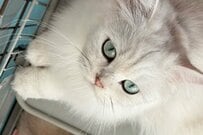 【かわいいが大渋滞】子猫が大集合した光景に目を疑う　幸せが詰まった状態にテンション爆上げ