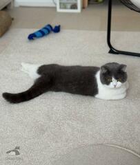 おててないないでくつろぐ猫さん　予想外の「足」の様子がほほえましすぎる