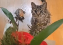 【どっちも可愛い】「花束を狙う猫」と「猫を追いかける亀」の動画に大反響！対照的な姿に思わずホッコリ