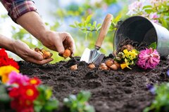 【ガーデニング】春が植えどき！花壇の主役にしたい「夏咲き球根植物」オススメ8選