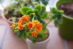 【多肉植物】可憐な花が咲くオシャレな多肉植物7選。キュートでユニークなインテリアグリーン