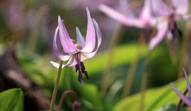 ガーデニング】春に花が咲くオススメの山野草10種類！可憐で清楚な花が