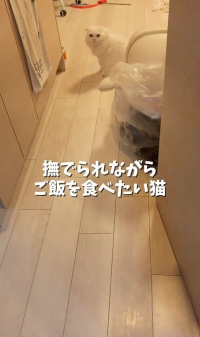 飼い主さんの登場を心待ちにするもっちぬちゃん