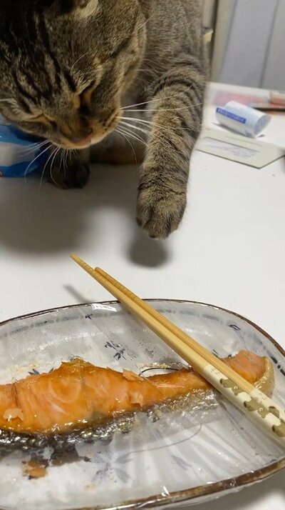 焼き鮭がおいしそうニャ～