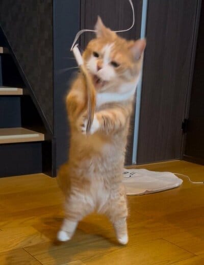 見事な二足立ち！！