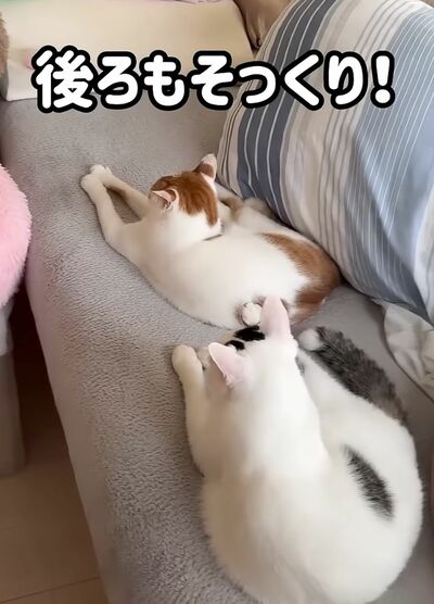 投稿の画像