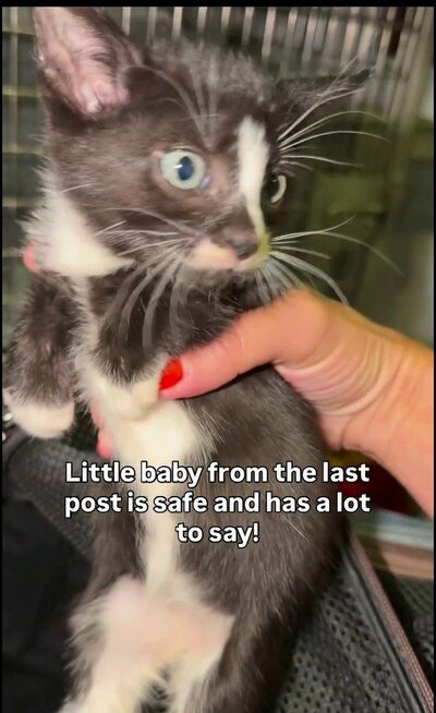 保護されたばかりの子猫