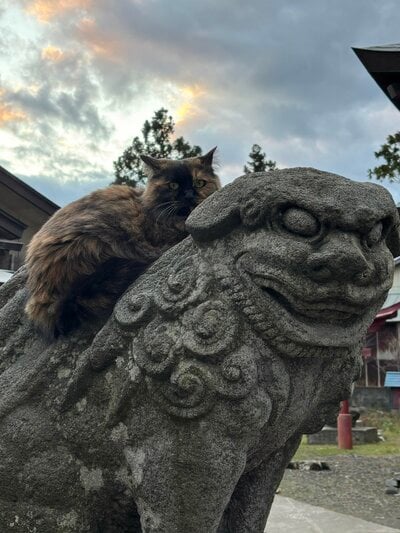 現在おもてなししてくれている猫ちゃん