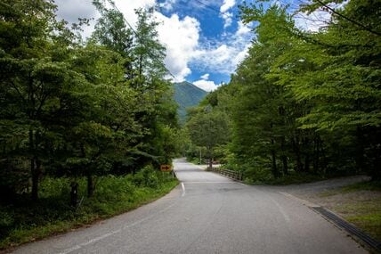 山道を走行中に目の前で木が倒れ始め…　「危機一髪で接触を回避」した映像に注目集まる