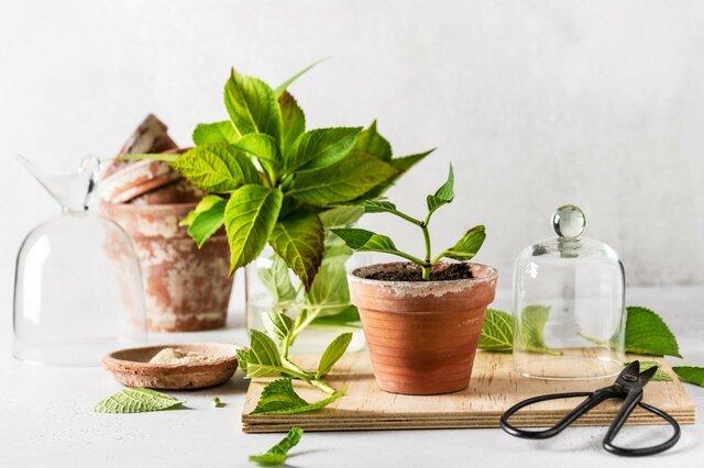【ガーデニング】株分け・挿し木・挿し芽で「植物を増やす」おすすめ樹木や草花も紹介