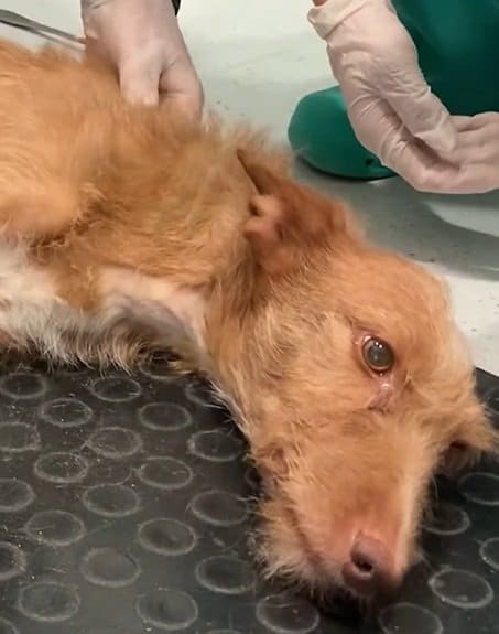 【下半身が麻痺】飼い主に見捨てられた犬　懸命なケアで歩けるまでに回復した「奇跡の物語」に感動