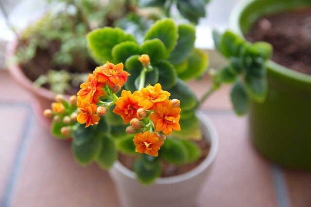 【多肉植物】可憐な花が咲くオシャレな多肉植物7選。キュートでユニークなインテリアグリーン