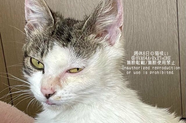 車が多い場所で保護した「険しい表情の猫」　10ヶ月後の「大変身した姿」に思わず心が温まる