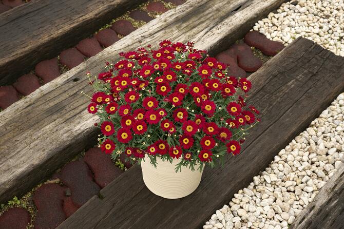 ボンザマーガレットの写真