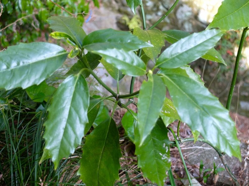 アオキ／筆者撮影