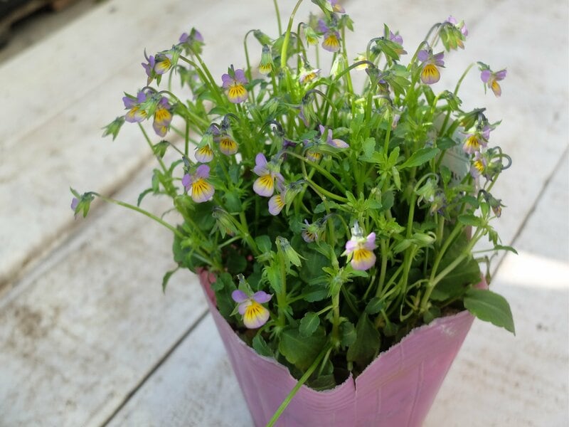 ビオラ（うさぎの家族）筆者撮影写真