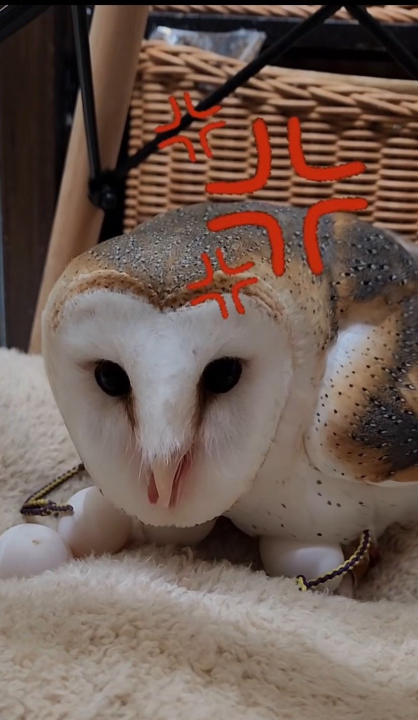 出所：@miki4wan108