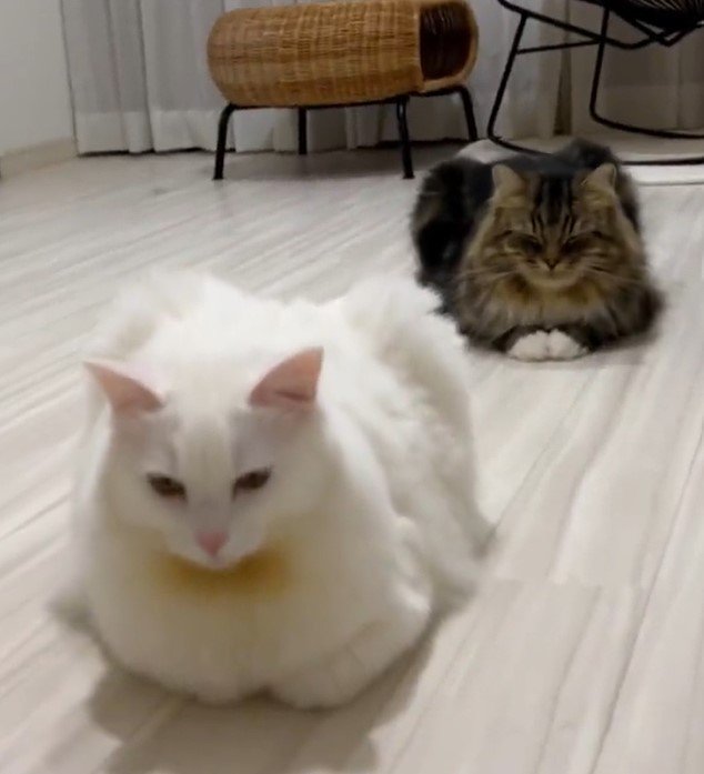 出所：@meltube_cat