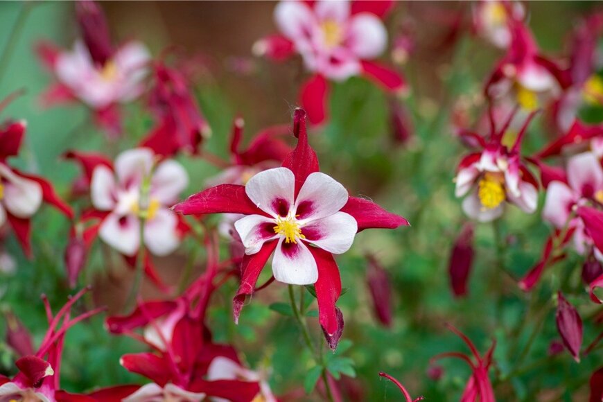 Iva Vagnerova/istockphoto.com