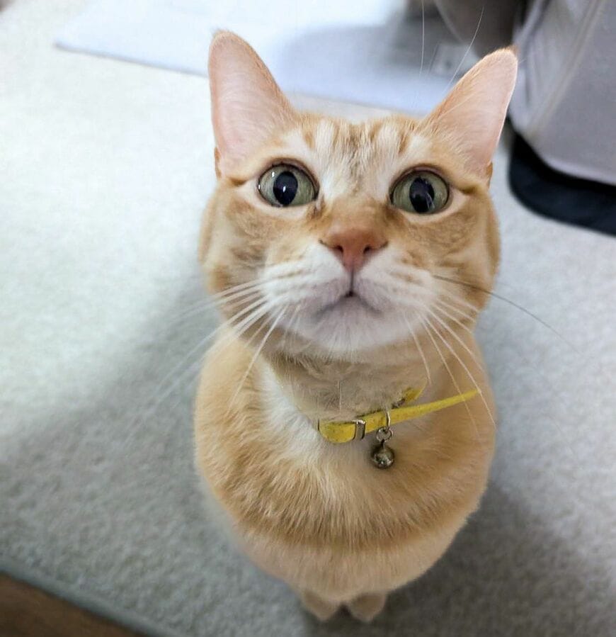 美形猫ちゃんの「元気になる笑顔」が衝撃！普段の表情とのギャップに思わず二度見