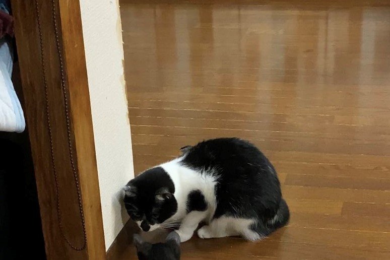 保護子猫と先住猫が…徐々に距離を縮める様子にSNSで反響続出