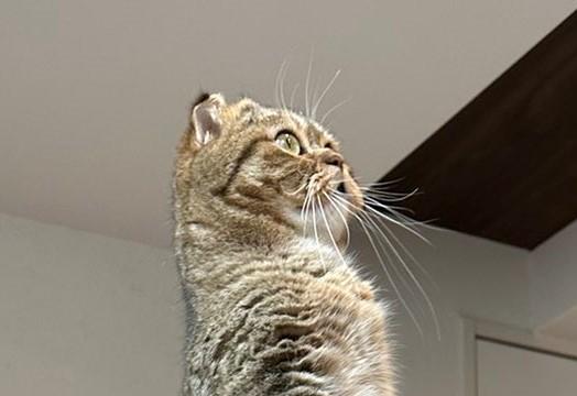 出所：@ponpokopontanu