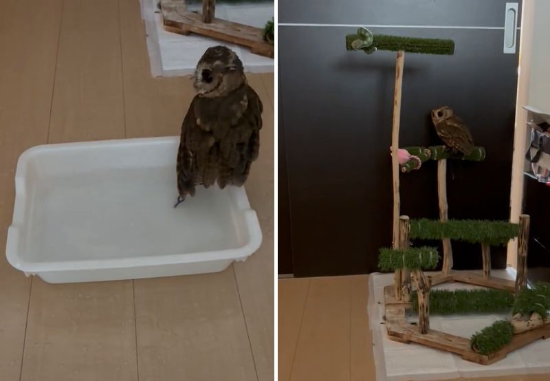 出所：@purinon2929k