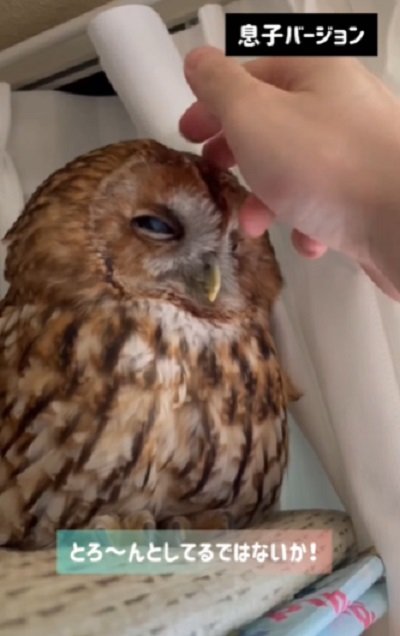 出所：@mori_luna_tawny_owl