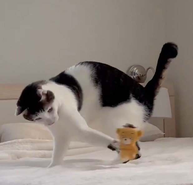 出所：@Saeroyi_cat