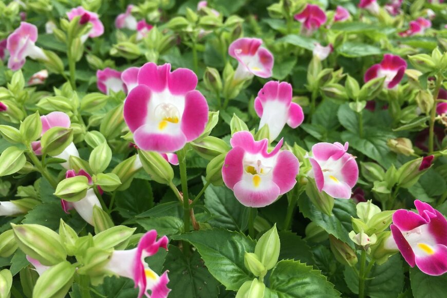 PLA0081/shutterstock.com