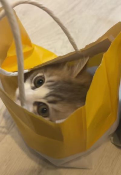 出所：@rurudiary_