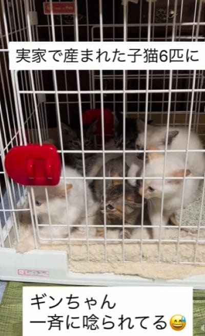 出所：＠nabeyan_052