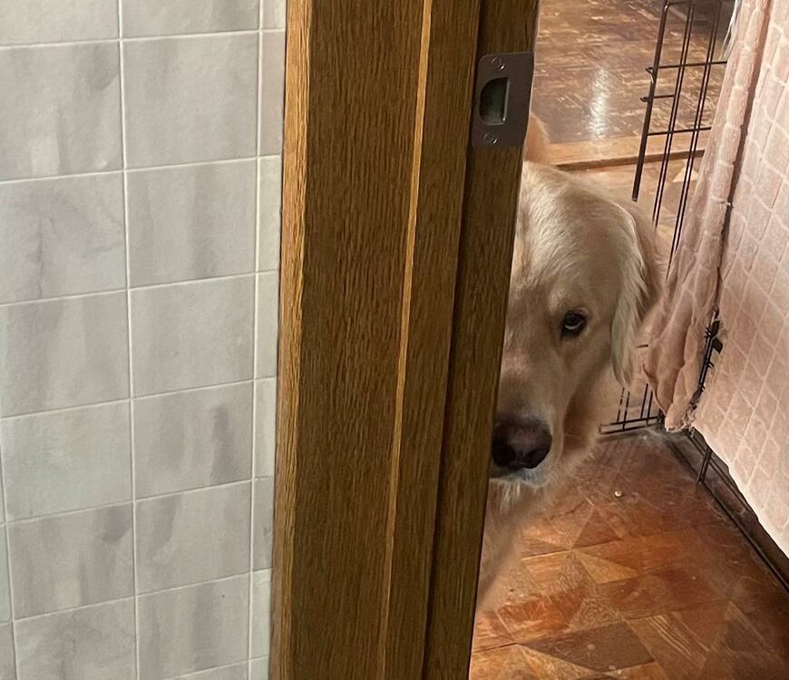 出所：@elmo_golret