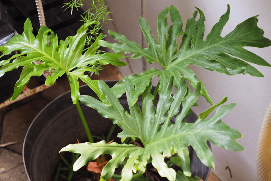 Lienda Yunita Apponno/shutterstock.com