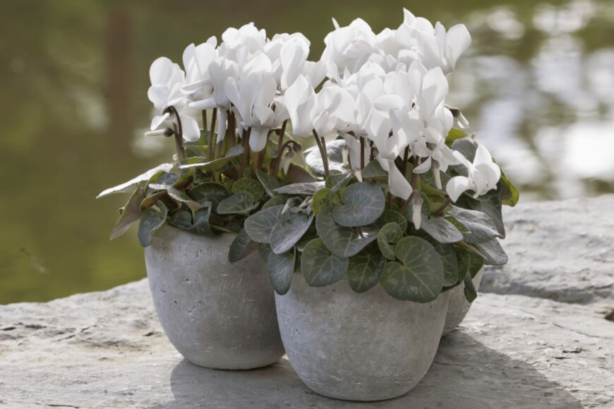 StockOption/istockphoto.com