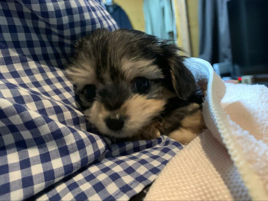 出所：@potage_0924