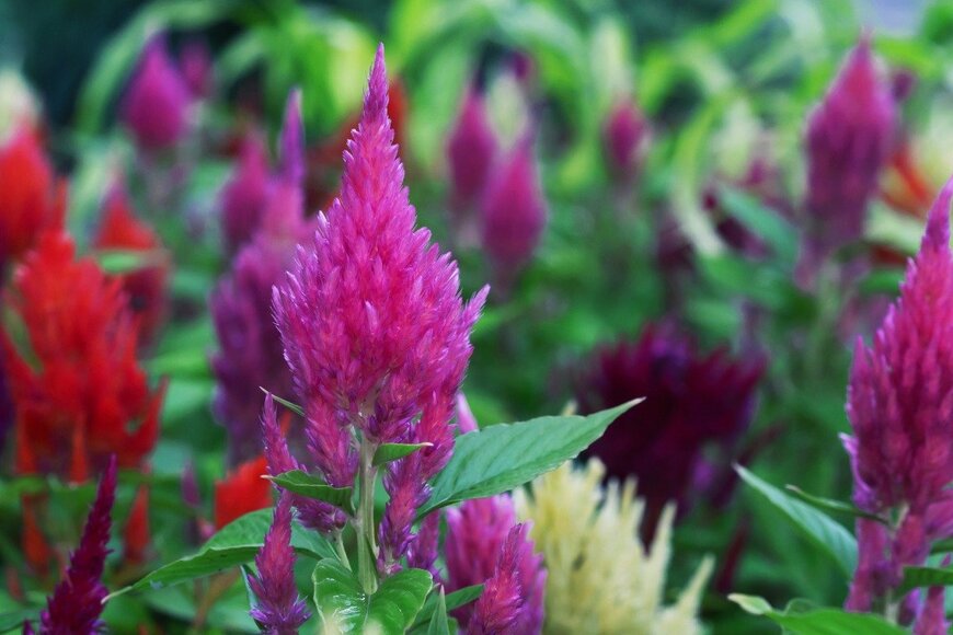 Valerii Maksimov/istockphoto.com