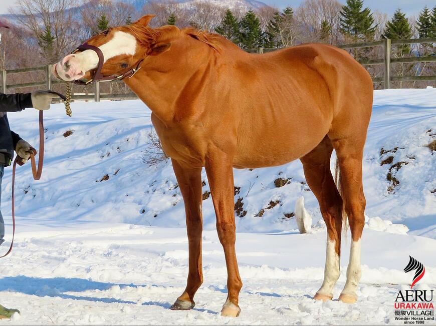 出所：うらかわ優駿ビレッジAERU 