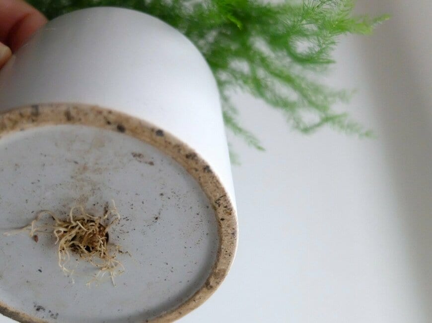 筆者撮影（ダイソー、 110円で購入したアスパラガス）