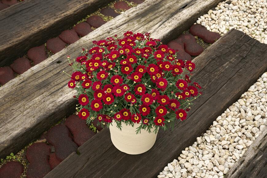 出所：サントリーフラワーズ ボンザマーガレット