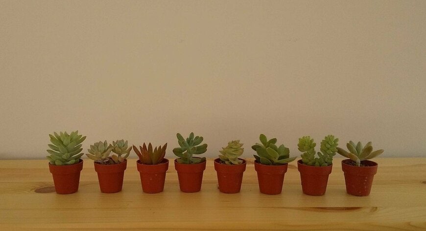 寄せ植えにピッタリ。ミニサイズの多肉植物（LIMO編集部）