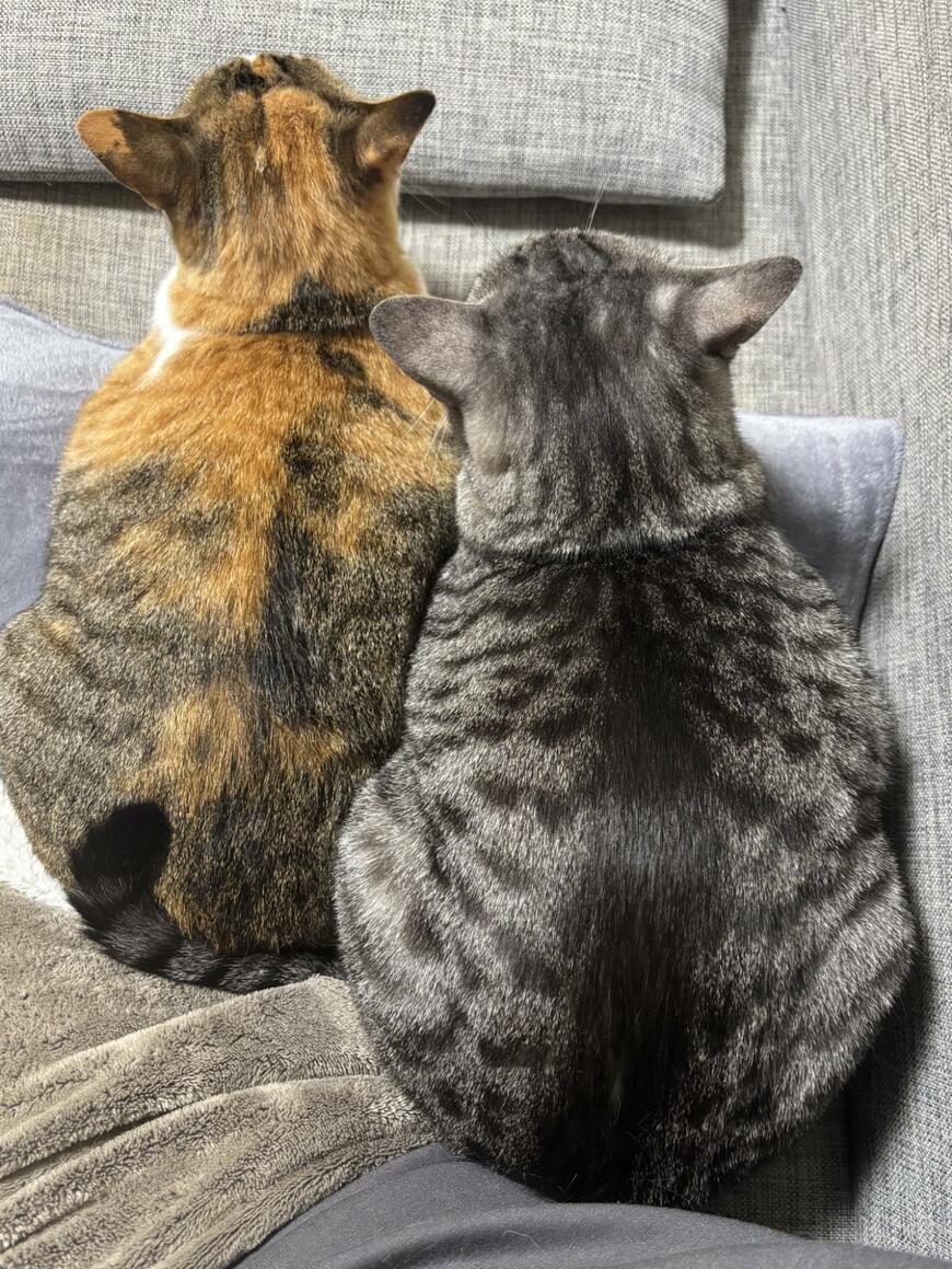 「←上から見た猫　正面から見た猫→」面白かわいい猫の顔にホッコリ