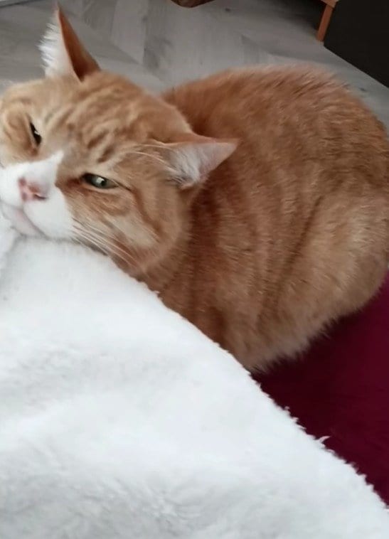 出所：＠torakichicorporation