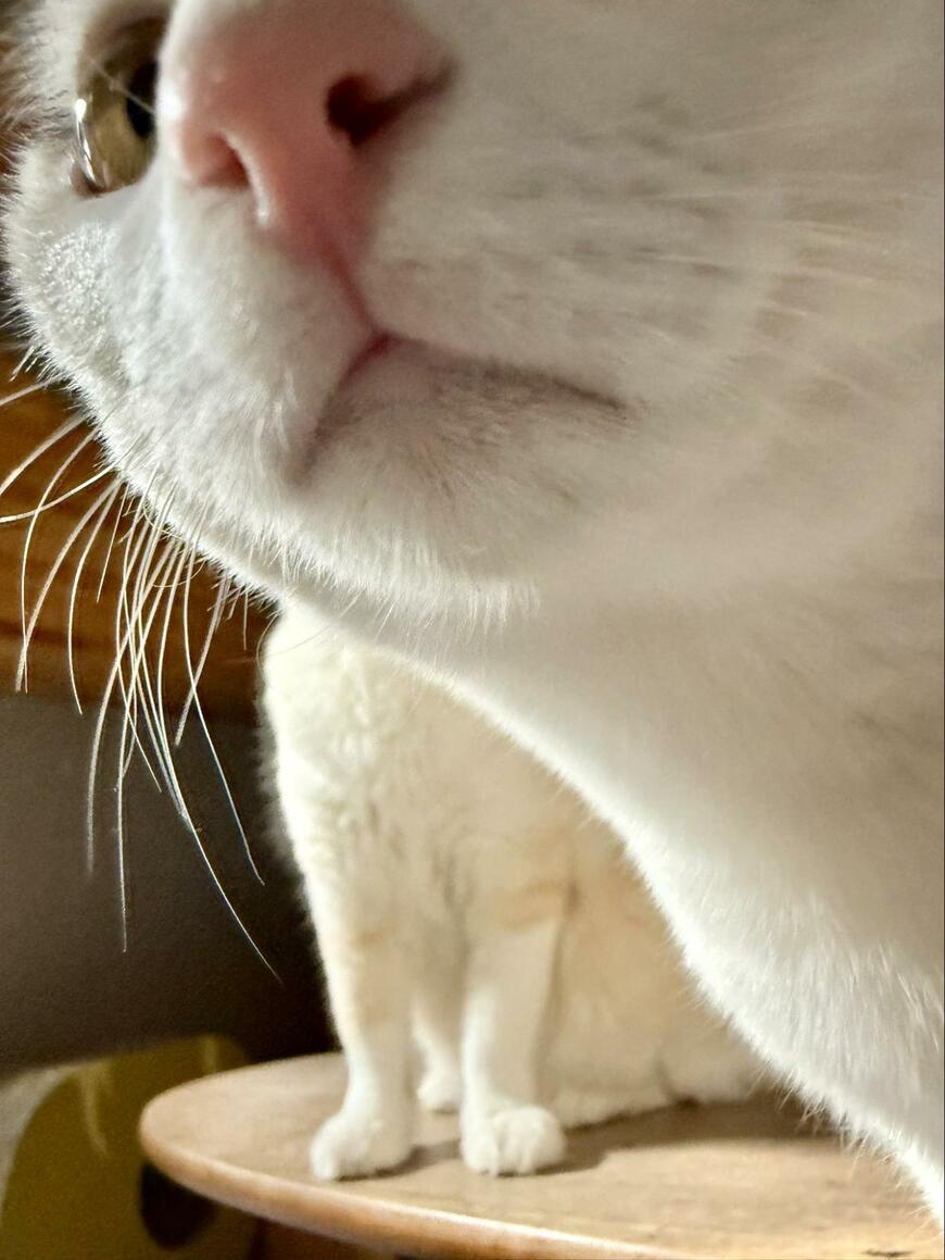 出所：@omochi_nam01