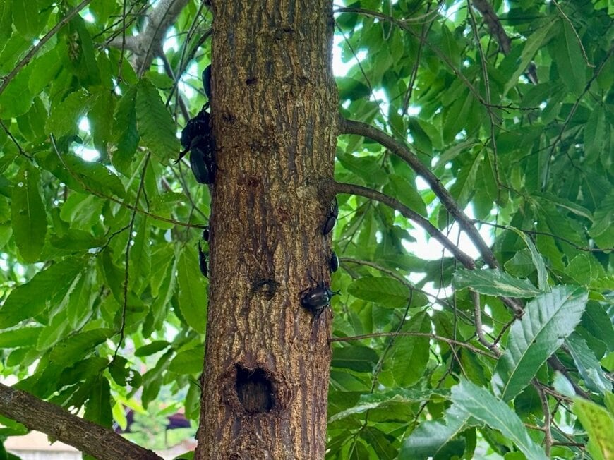 昆虫にやたら人気がある「庭のクヌギ」　カブトムシが群がる光景に「口コミで広まってる」