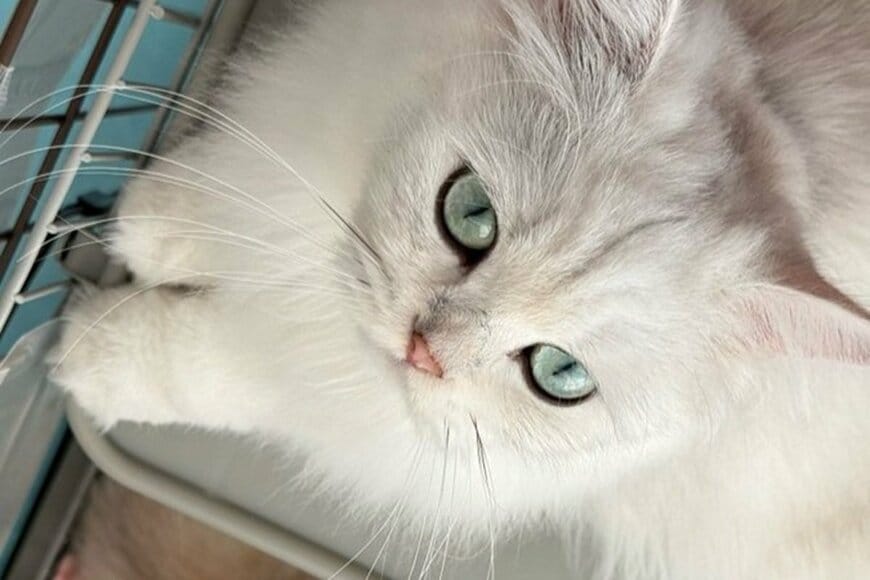 【かわいいが大渋滞】子猫が大集合した光景に目を疑う　幸せが詰まった状態にテンション爆上げ