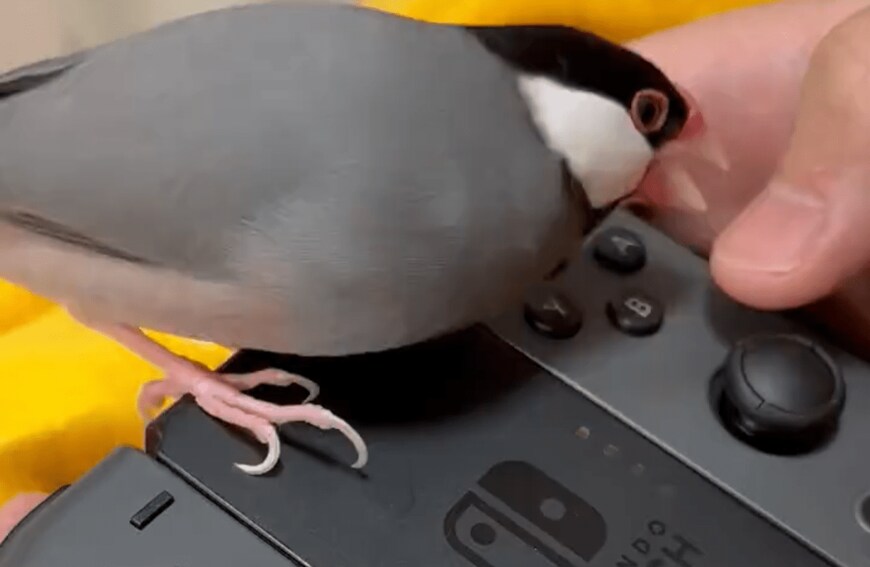 出所：@piyo_kitchen