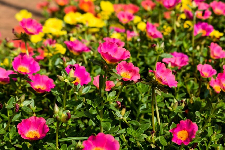 Aravind S M/Shutterstock.com