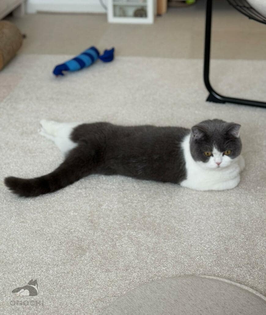 おててないないでくつろぐ猫さん　予想外の「足」の様子がほほえましすぎる