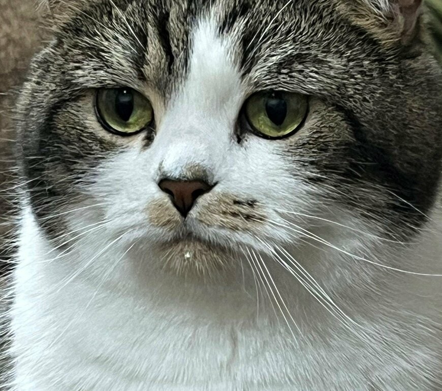 出所：@torotolo106106